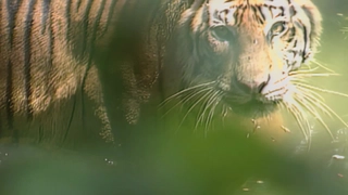 S2:E18 Sumatran Tiger