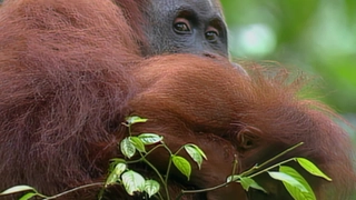 S2:E20 Orangutans