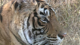 S2:E21 Ranthambore Tiger