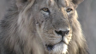 S2:E25 Asiatic Lions