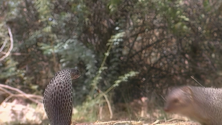 S2:E26- Mongoose vs. Snake