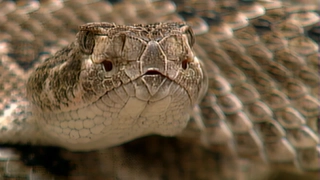 S2:E15 Rattlesnakes