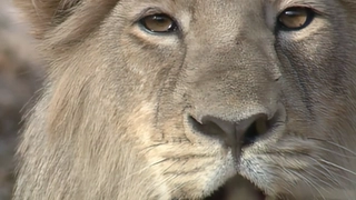 S3:E2 Endangered India