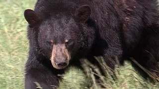 S3:E4 Rockies Black Bear