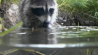 S3:E9 Raccoon