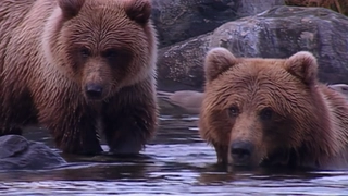 S3:E10 Alaskan Brown Bear