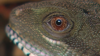 S3:E11 Aquatic Animals