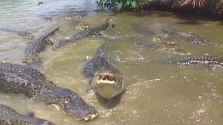 S3:E12- Masters of Stealth