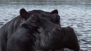 S3:E15 Animal Giants