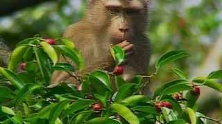 S3:E24 Monkeys and Apes