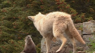 S3:E14 Animal Battles