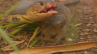 S2:E22 Predator Instinct