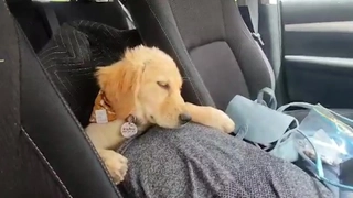 Worlds Funniest Animals: National Puppy Day Special