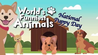 World's Funniest Animals: National Puppy Day Special