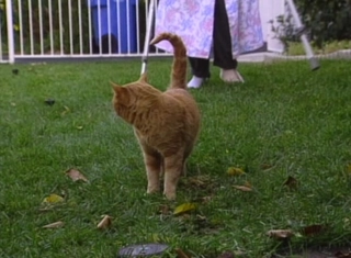 S1:E15 The Curious Cat