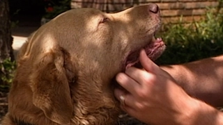 S1:E1 Dog Saves Boy